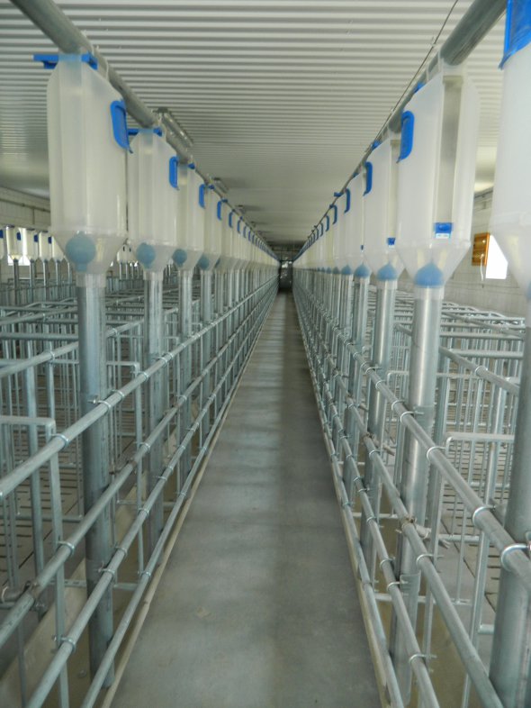 Винницкая область: в селе Иванов открывают свинокомплекс на 7000 свиней из Дании, которые защитят от африканской чумы