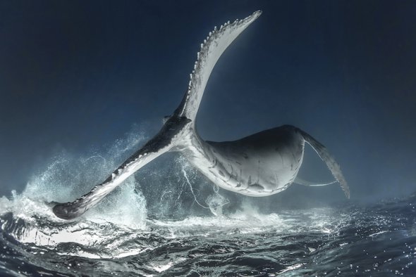 Головний переможець. Автор фото: Родні Берсі