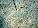 Малек черноморской камбалы, калкана (Psetta maeotica) играет в прятки. В длину сантиметров пять. Очень хорошо маскируется