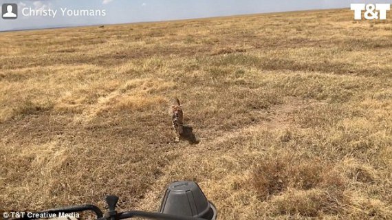 Гепард підходить до машини туристів в парку Саренгеті в Африці