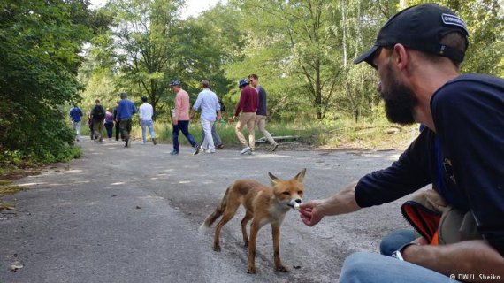 Местный лис Семен не боится людей и идет к рукам. Гладить не советуют, потому что кусается
