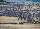 Тысячи антилоп гну переплавляются через реку в африканской саванне