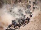 Тысячи антилоп гну переплавляются через реку в африканской саванне