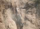 Тисячі антилоп гну переплавляються через річку в африканській савані
