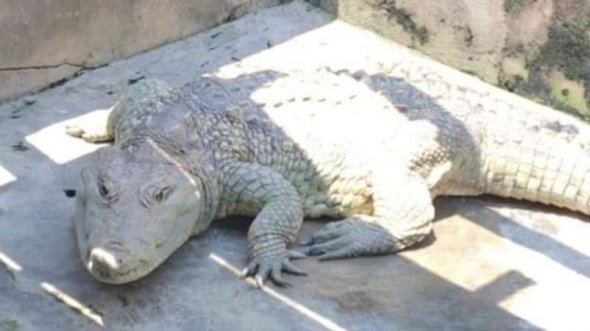78-летнего крокодила почитают как бога