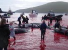 Місцеві забивають китів у затоці на Фарерських островах