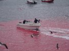 Местные забивают китов в заливе на Фарерских островах