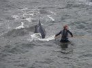 Місцеві забивають китів у затоці на Фарерських островах