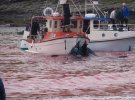 Местные забивают китов в заливе на Фарерских островах
