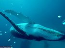 Дайвер зробив селфі з китом в океані поблизу Полінезійських островів
