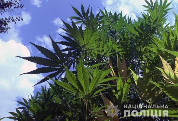 Закарпатские правоохранители изъяли из арендованной фермерской территории посевы каннабиса, а также подготовленной к расфасовки и упакованной марихуаны