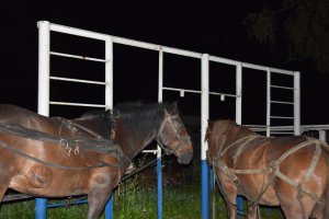 Чоловіки намагалися конями незаконно переправити в Румунію сигарети. Фото: ДПСУ