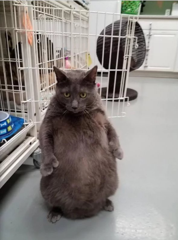 Кіт Бруно  обожнює стояти на задніх лапах