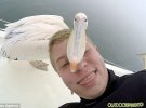 Пеликан схватил фотографа за голову