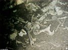 Останки пролежали на дне подводной пещеры около 14 тыс. лет