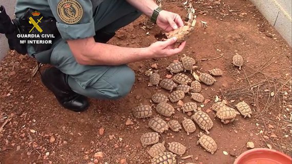 Правоохоронці знайшли понад 1100 черепах та близько 750 яєць