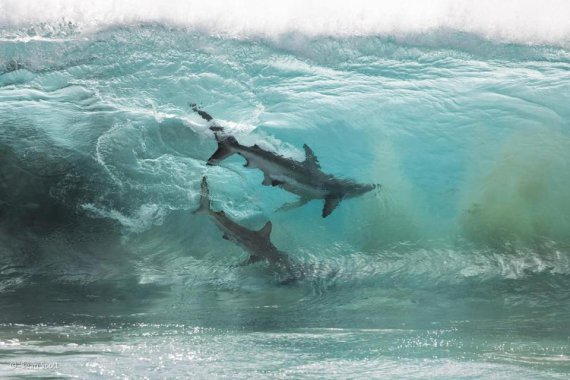 Дві вузькозубі акули, які полюють на рибу, виносить на берег хвилею. Автор -  Шон Скотт 