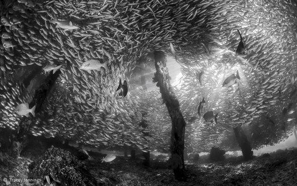Фото "Прятки" стало победителем конкурса. На нем изображена стая рыб, спасающихся от хищников. Автор - Трейси Дженнингс