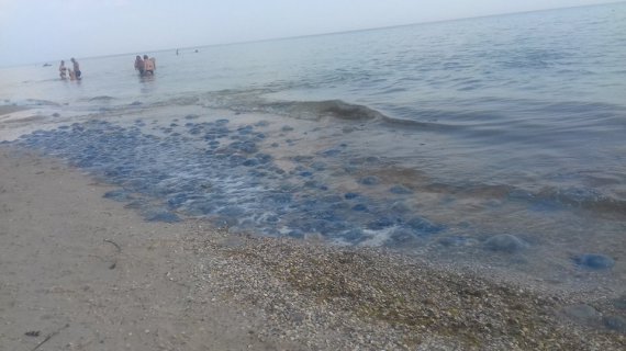 Нашествие медуз в Приморском наблюдали и на выходных