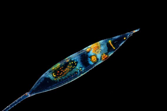 Личинка тихоокеанской креветки-чистильщикаЛичинка Тихоокеанської креветки-чистильника