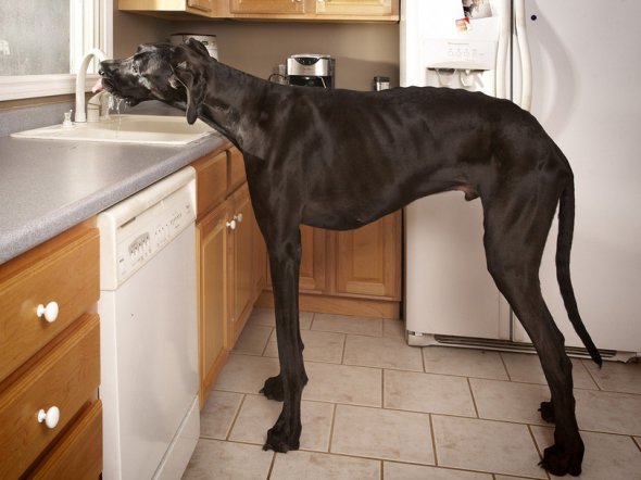 Найвищий собака у світі - покійний датчанин з американського Мічигану на ім'я Зевс, який в 2011 році сягав 1,12 м