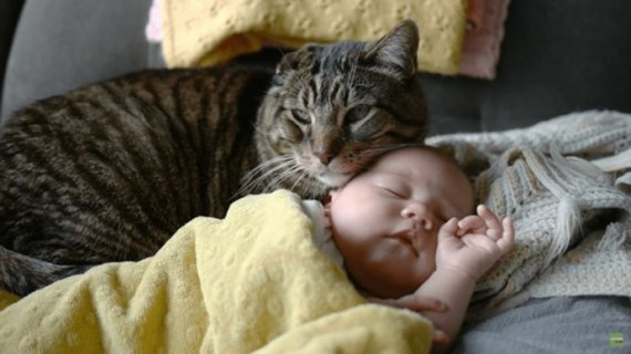 Для малюка кіт може стати чудовою нянею.
