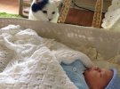 Для малыша кот может стать прекрасной няней.