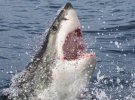 В Массачусеце на берег выбросило акулу-людоедку