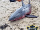 В Массачусеці на берег викинуло акулу-людожерку