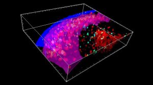 Сенсация в медицине: у человека обнаружили новый орган. Фото: Science Alert