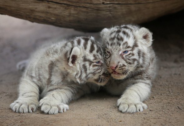 Пушистые близнецы: в зоопарке родились уникальные тигрята