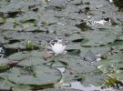 На одном из водоемов Бучанского городского парка ежедневно расцветает кувшинка белая