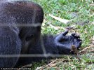 160-кілограмова горила Бобо бавиться з галаго