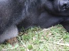 160-килограммовая горилла Бобо играет с галаго