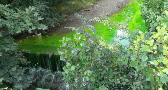 В оккупированной Ялте в реку Дерекойку вылили неизвестное химическое вещество