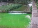 В оккупированной Ялте в реку Дерекойку вылили неизвестное химическое вещество