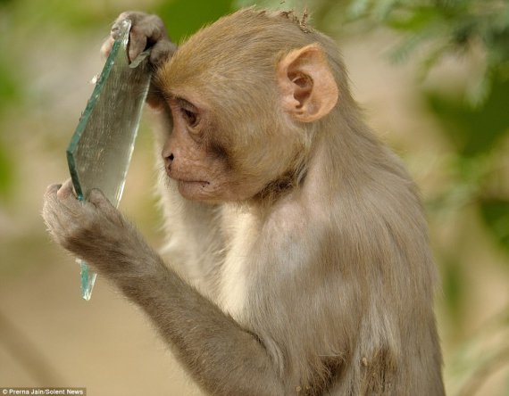 Макака резус втілила сюжет байки "Дзеркало і Мавпа"