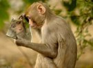 Макака резус втілила сюжет байки "Дзеркало і Мавпа"