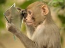 Макака резус втілила сюжет байки "Дзеркало і Мавпа"