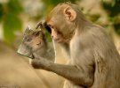 Макака резус втілила сюжет байки "Дзеркало і Мавпа"