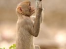 Макака резус втілила сюжет байки "Дзеркало і Мавпа"
