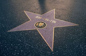 Звезда Рин-Тин-Тина на "Алее славы" в Лос-Анжелесе, США