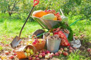 Як спека восени впливає на врожай