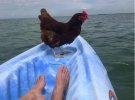 Американец Дейв Кокс путешествует по миру со своей курицей