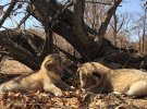 Новонароджених малюків назвали Ізабелла і Віктор