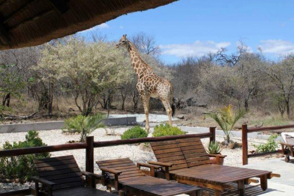 Жирафам дозволяли вільно гуляти біля будинку, але після нападу їх переселять