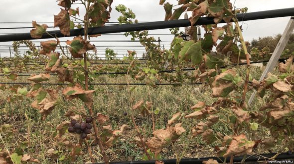 Химический яд в Армянске уничтожил виноградники