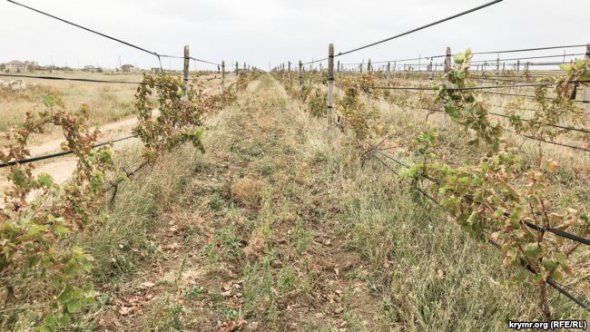 Химический яд в Армянске уничтожил виноградники