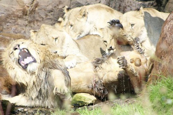 Девять львиц напали на самца из-за конфликта через мясо с одной из них