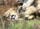 Дев'ять левиць напали на самця через конфлікт через м'ясо з однією з них